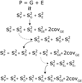 schéma rozkladu fenotypové variance