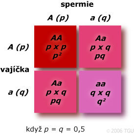 HWE: p = q = 0,5