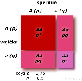 HWE: p = 0,75