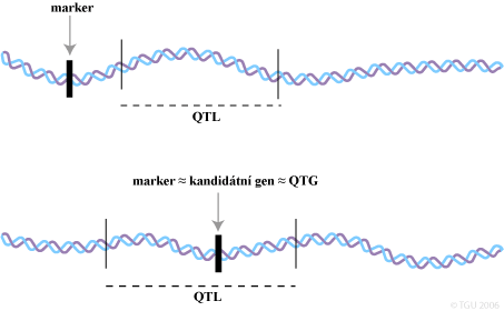 vazba marker - QTL